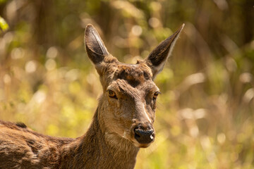 Adult female red deer, close up, portrait.
