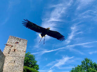 Sea eagle in flight seen from below