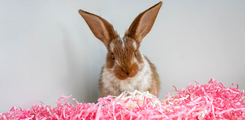Easter brown with white spots a small rabbit sits in a bright pink tinsel on a white background. The concept of the Easter holiday