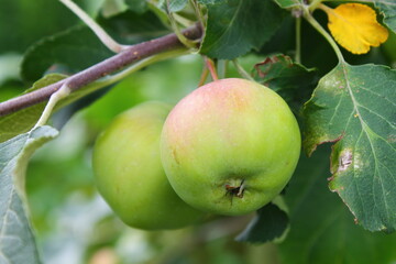 Apples on a branch