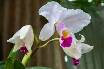 Orquídeas Colombia 