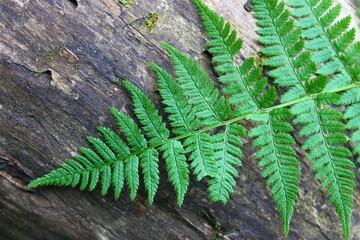 Fern leaves