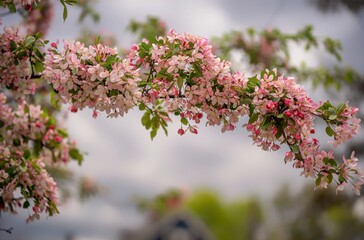 A blossoming tree in the Spring