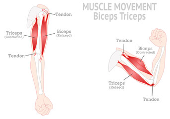Muscle movement. 
Biceps triceps motion anatomy. Biceps brachii, flexion, extension. Arm and hand contracts, relax gesture. Illustration vector diagram.  - obrazy, fototapety, plakaty