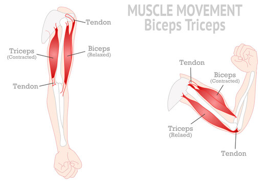 Movement process of the arm muscle Biceps and Triceps 1928991 Vector Art at  Vecteezy