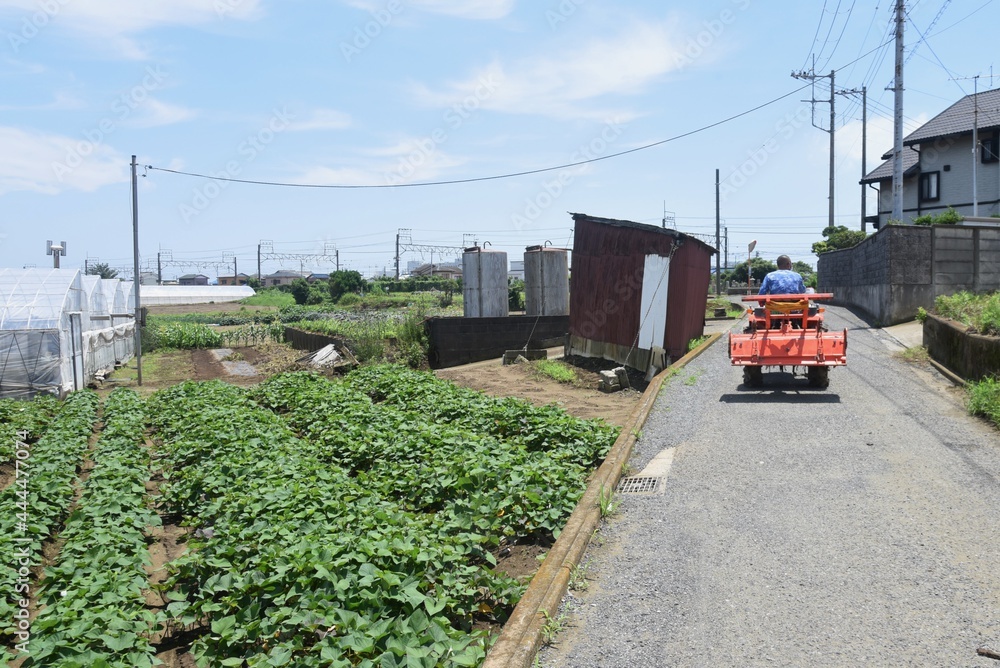 Canvas Prints The scenery of the farm work. Harvesting vegetables.