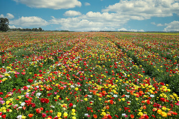 Rows of colorful tulips on the field. Colorful flower field. 