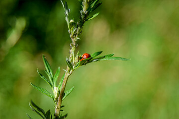 ladybug on grass