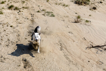 a dog runs down a sandy slope with a stick in its mouth