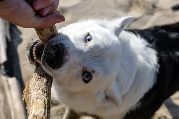close-up of a dog's muzzle with a stick in its mouth