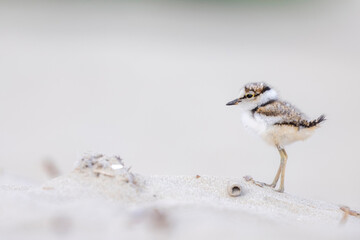 Little ringed plover chick on the beach,  shorebirds