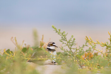 Little ringed plover protects its chicks underneath it on the beach 