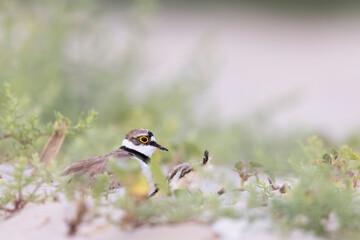 Little ringed plover protects its chicks underneath it on the beach 