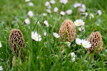 Common morel fungus (Morchella esculenta). Spring edible morel mushroom.