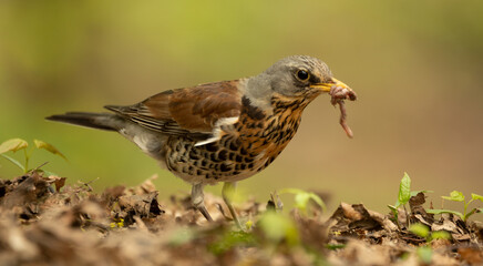 Turdus pilaris The thrush hunted the worm among the leaves.