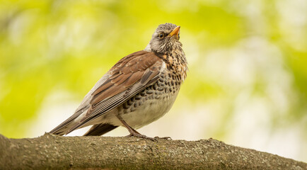 Turdus pilaris Sitting on a tree branch in the woods, close-up, selective focus.