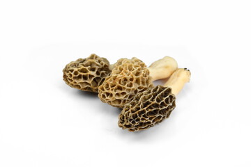 Morel mushroom, its scientific name is Morchella esculenta isolated on white.