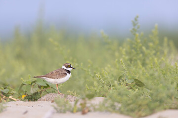 Little ringed plover in the Italian beach