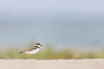 Little ringed plover in the Italian beach