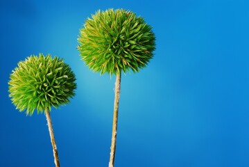 Green Ball Dianthus