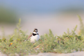 Little ringed plover in the Italian beach