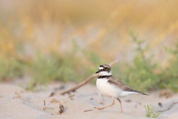 Little ringed plover in the Italian beach