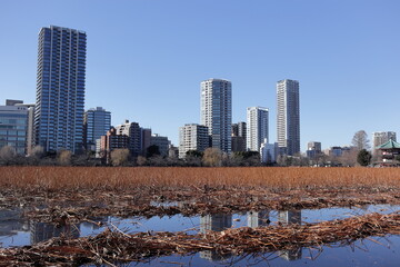 東京上野の不忍池と街並み
