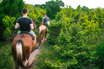 A group of riders on horseback is walking along a trail in the woods. A riders on horseback are walking through a large green forest.
