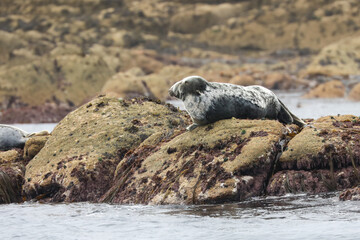 Grey Seal at Annet rocks in the Isles of Scilly - 444479008