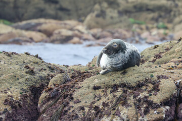 Grey Seal at Annet rocks in the Isles of Scilly - 444479014