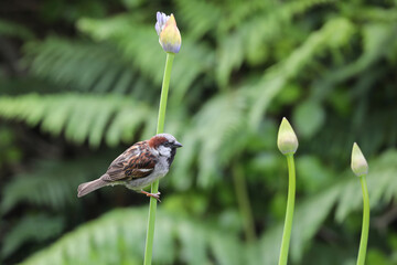 Sparrow on an Agapanthus flower - 444479022