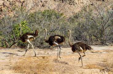 Afrikanische Strauße (Struthio camelus), Namibia