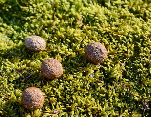 Rabbit droppings on moss. Rabbit excrement. Hare Poop