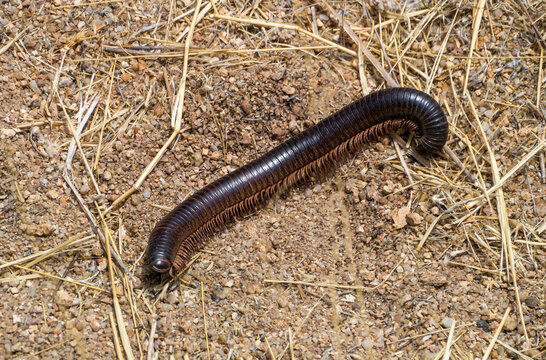 Tausendf&uuml;&szlig;ler (Myriapoda)