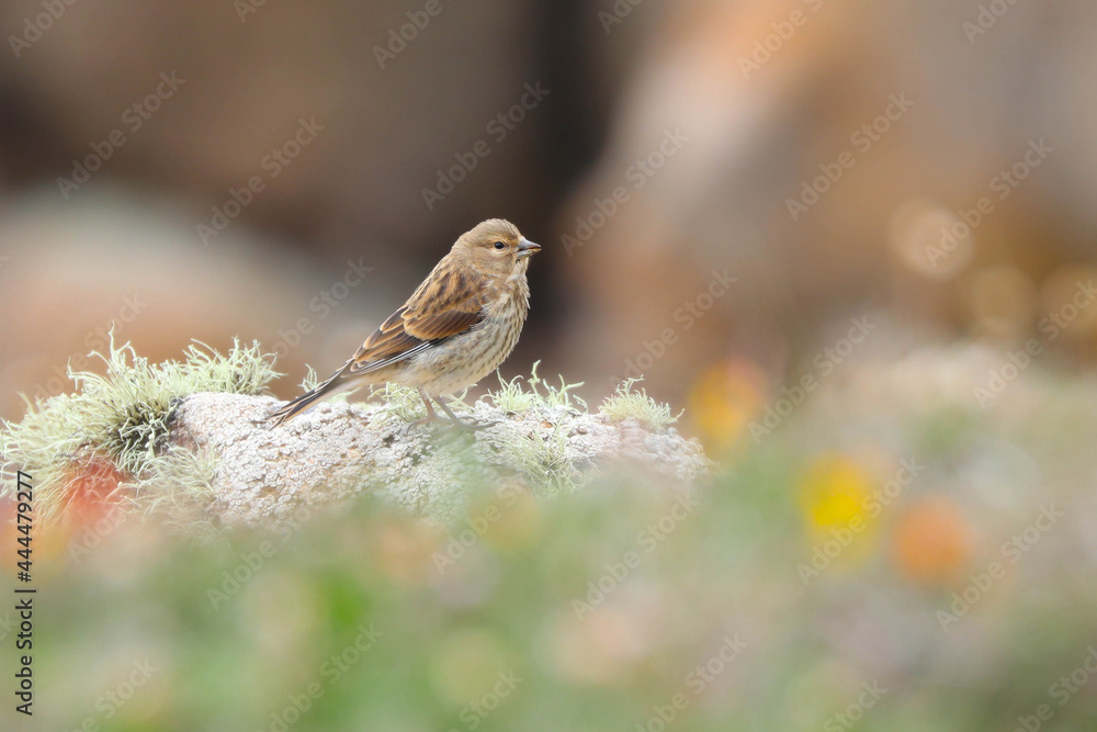 Wall mural rock pipit on rocks