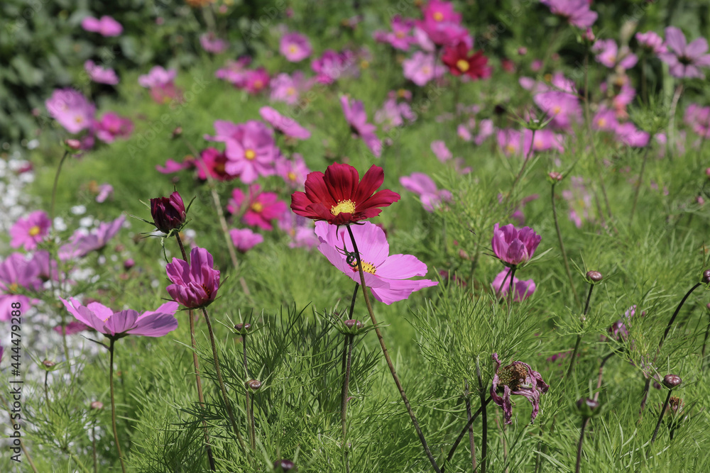 Poster Beautiful summer Cosmos flowers