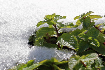 Naklejka premium 雪の中のミント