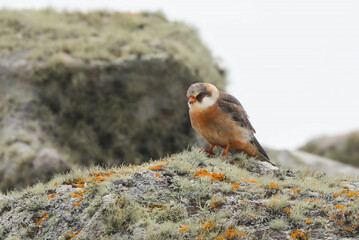 Rare migrant to the Isles of Scilly, the Red Footed Falcon - 444479275