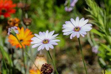 Beautiful summer Cosmos flowers - 444479294
