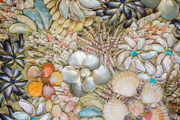 Collection of sea shells - 444479451
