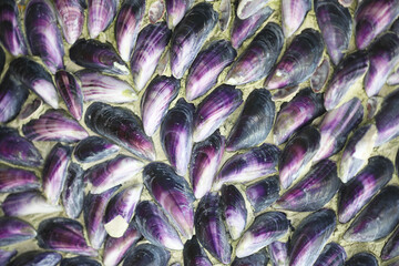 Collection of Mussel shells - 444479470