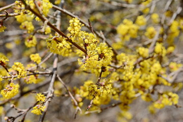 branches with flowers of European Cornel (Cornus mas) in early spring. Cornelian cherry, European cornel or Cornelian cherry dogwood (Cornus mas) flovering. Early spring flowers in natural habitat