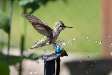 Annas Hummingbird bathing over a micro sprinkler, having a shower.