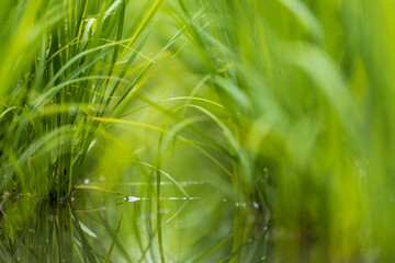 Closeup view from ground level through tunnel of green rice over flooded field