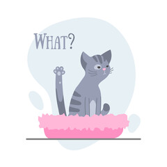 Cute dissatisfied licking gray kitten, cat  sitting in the pink bed for cats isolated on whte. Vector illustration for postcard, banner, decor, design, arts, web, calendar, advirtising. 