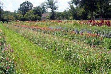 Rows of Colorful Flowers on a Farm on Summer Day