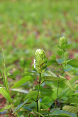 a plant with blurred background
