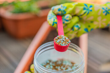 Fertilizer for flowers. Close-up of a gardener's hand in a glove fertilizing flowers in the street. The process of planting flowers in pots on the terrace