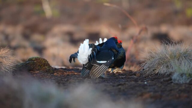 Black Grouse on spring bog ready for fighting, lekking. Spring colors of moors with black grouse, blackcock. Male Black Grouse lek game at sunrise. Lyrurus tetrix lekking in Estonia, Saaremaa swamp