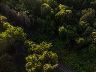 Green vivid trees greenery in city park aerial view from drone. Look down green summer sunny natural patterns